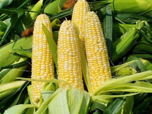 夏季有哪些適合排濕吃的食物？